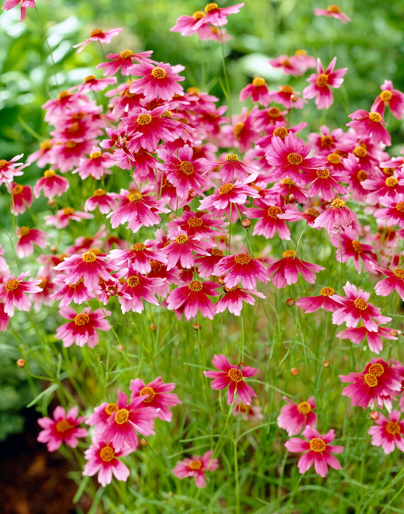 pink tickseed 'Heaven's Gate'