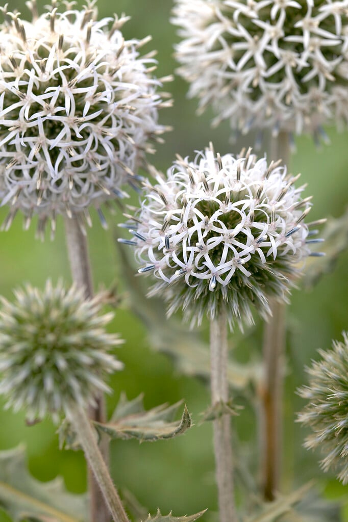 globe thistle 'Arctic Glow'