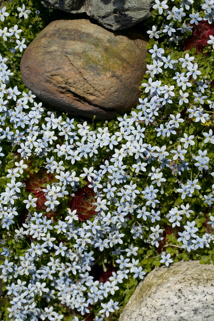 lawn lobelia