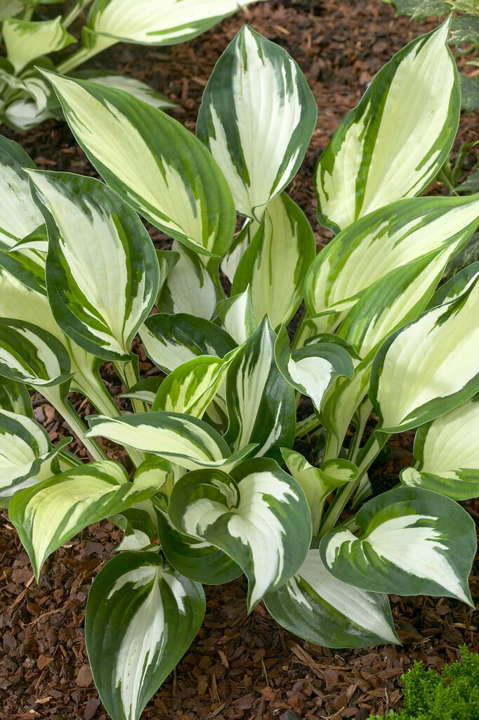 <em>Hosta</em> 'Loyalist' (v)