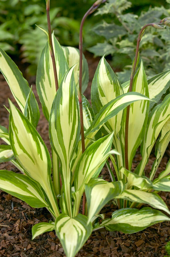 plantain lily 'Cherry Berry'