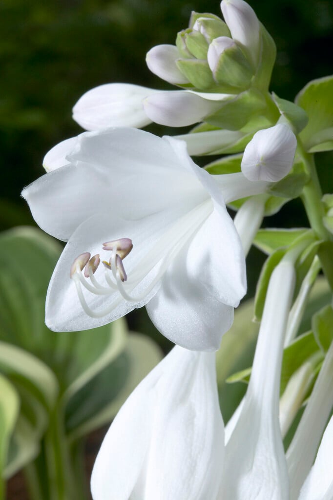 plantain lily 'Diana Remembered'