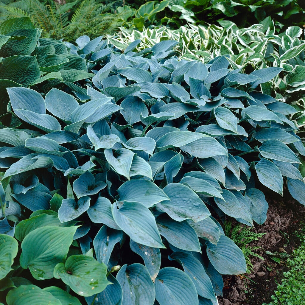 plantain lily 'Halcyon'