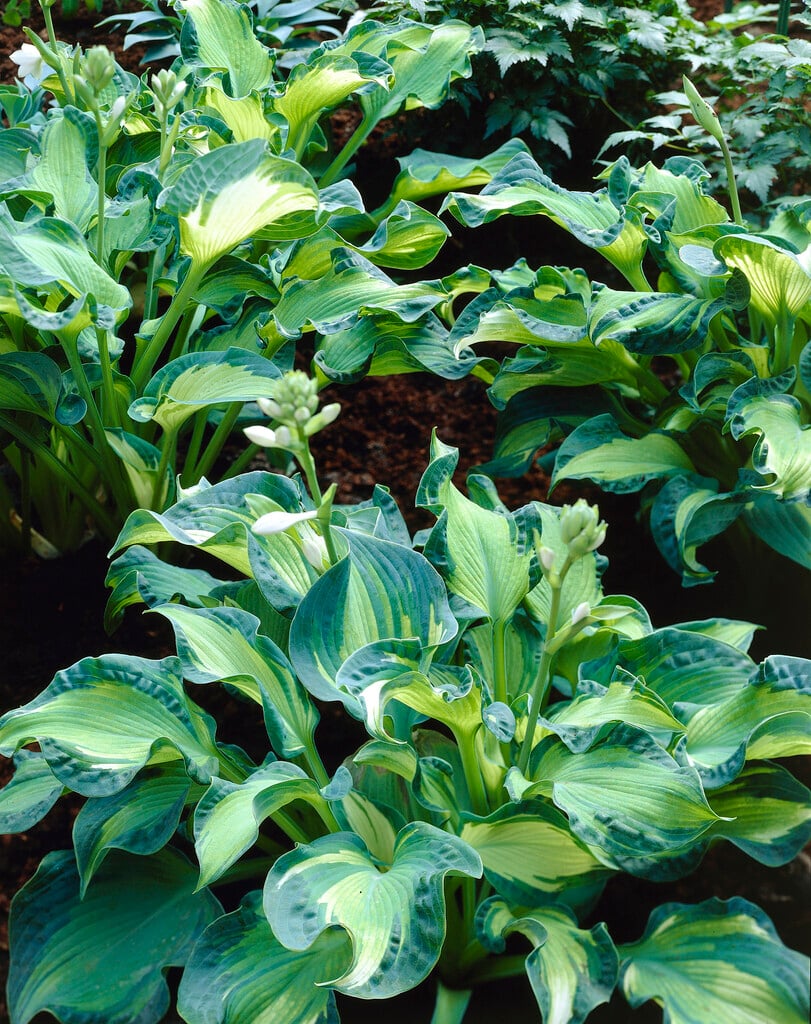 plantain lily 'Golden Meadows'