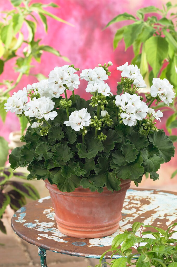 Pelargonium Toscana Wenke (Z) | Bedding/RHS Gardening