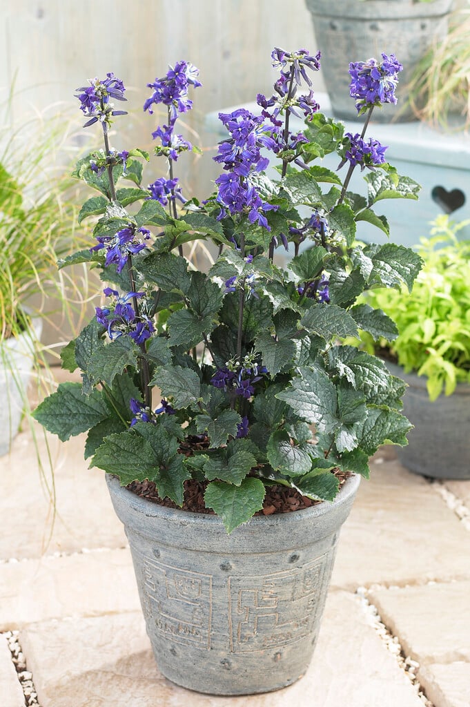 clematis 'China Purple'
