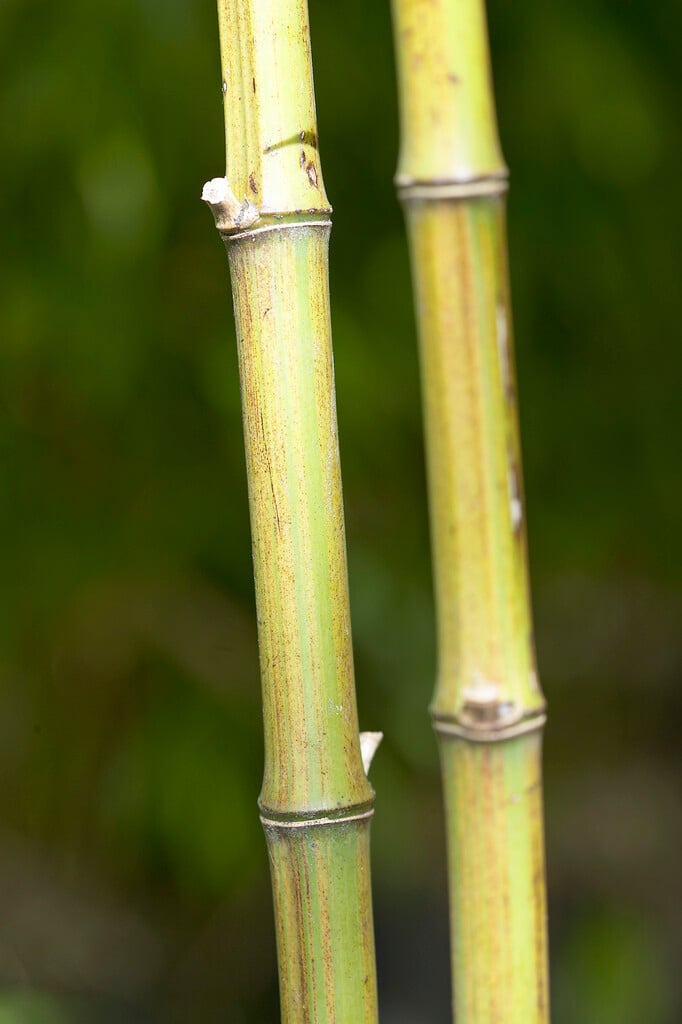 <i>Phyllostachys</i> <i>bambusoides</i> 'Violascens'