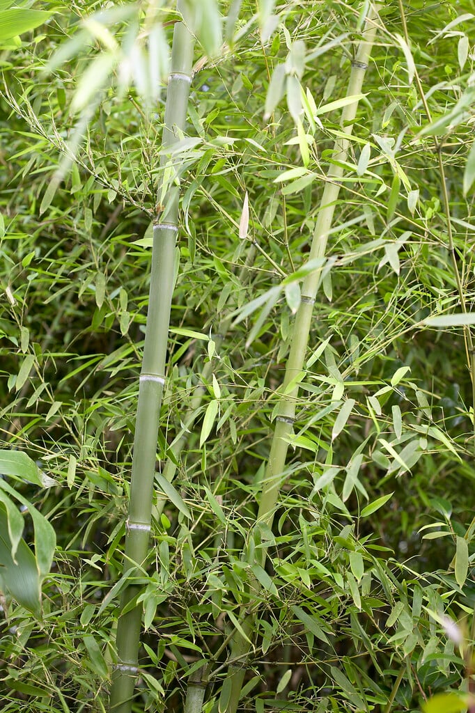 <i>Phyllostachys</i> <i>parvifolia</i>