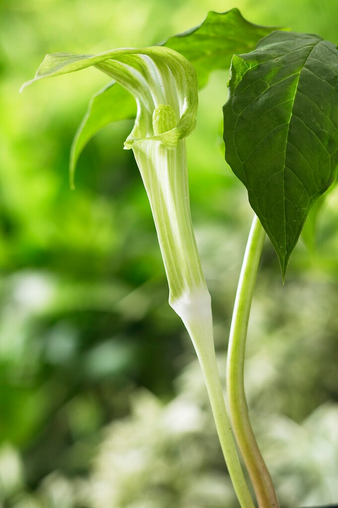 <i>Arisaema</i> <i>amurense</i>