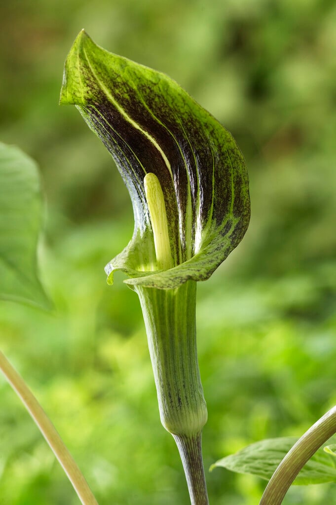 Jack-in-the-pulpit