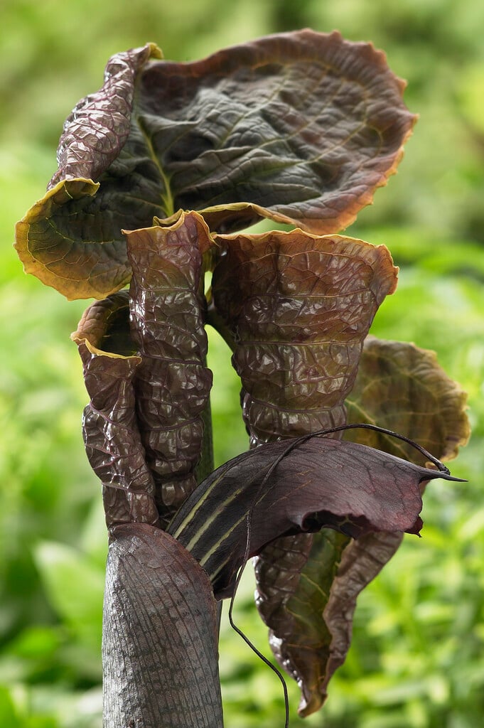 cobra lily