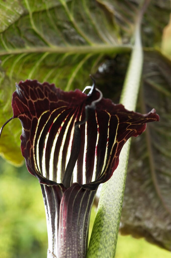 cobra lily