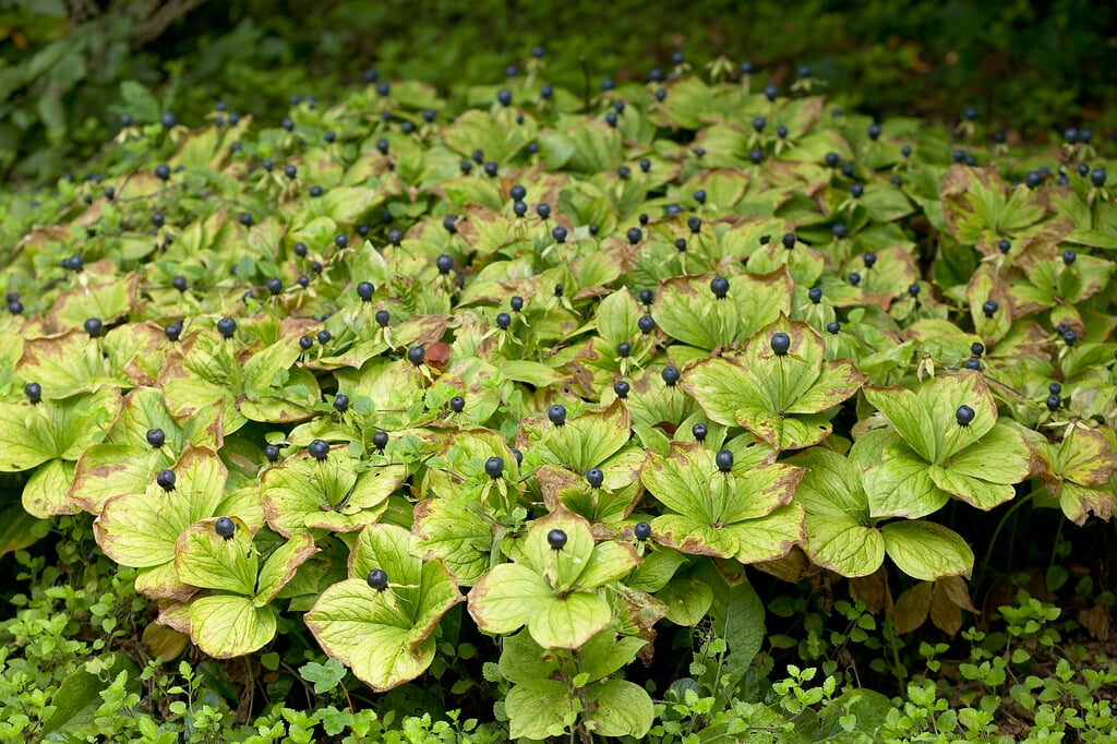herb paris