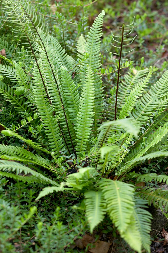 Blechnum spicant