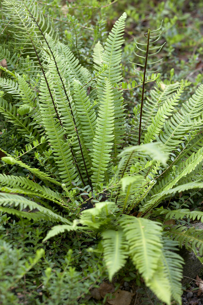 hard fern