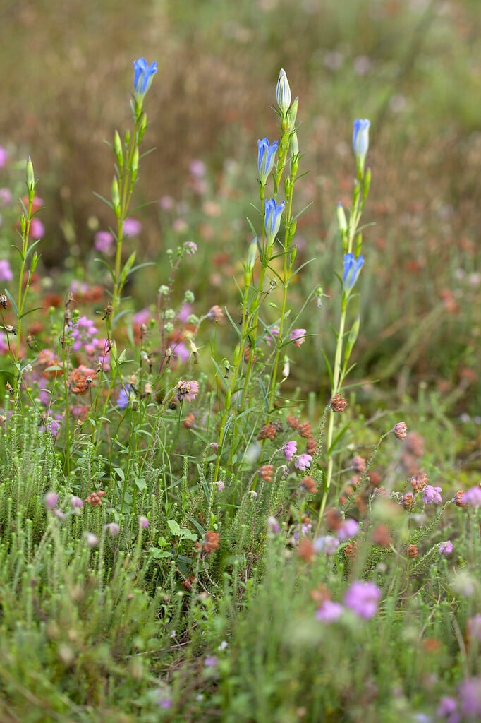 marsh gentian