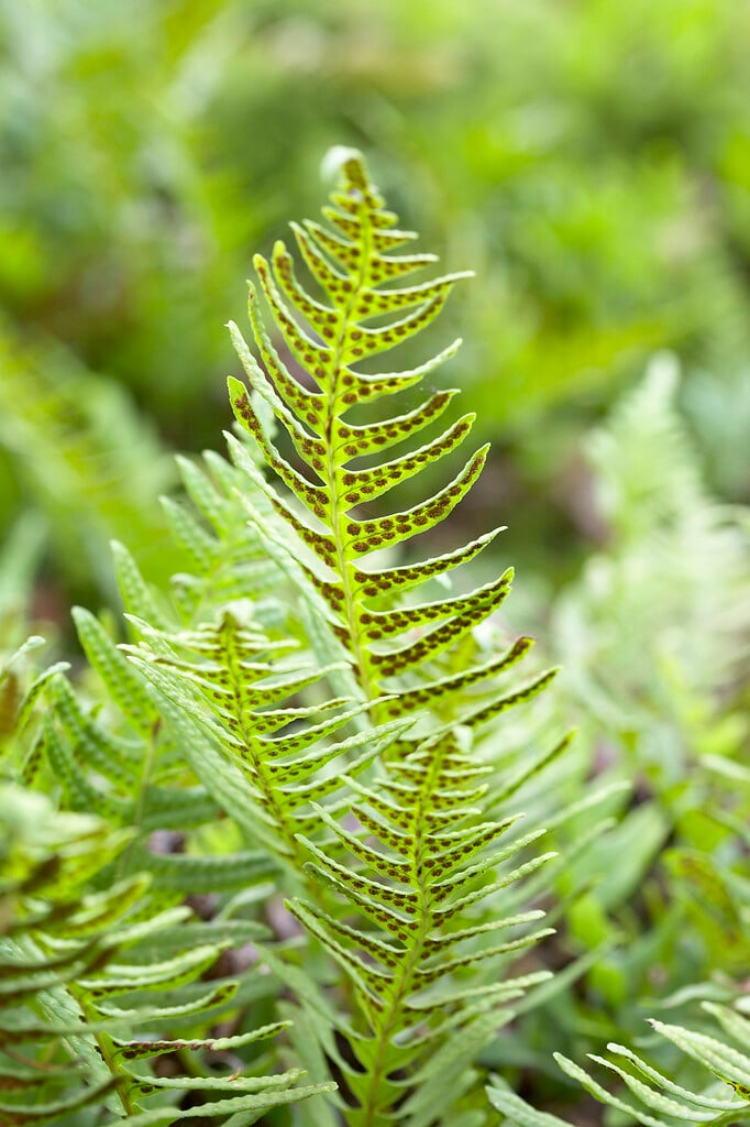 Polypodium vulgare