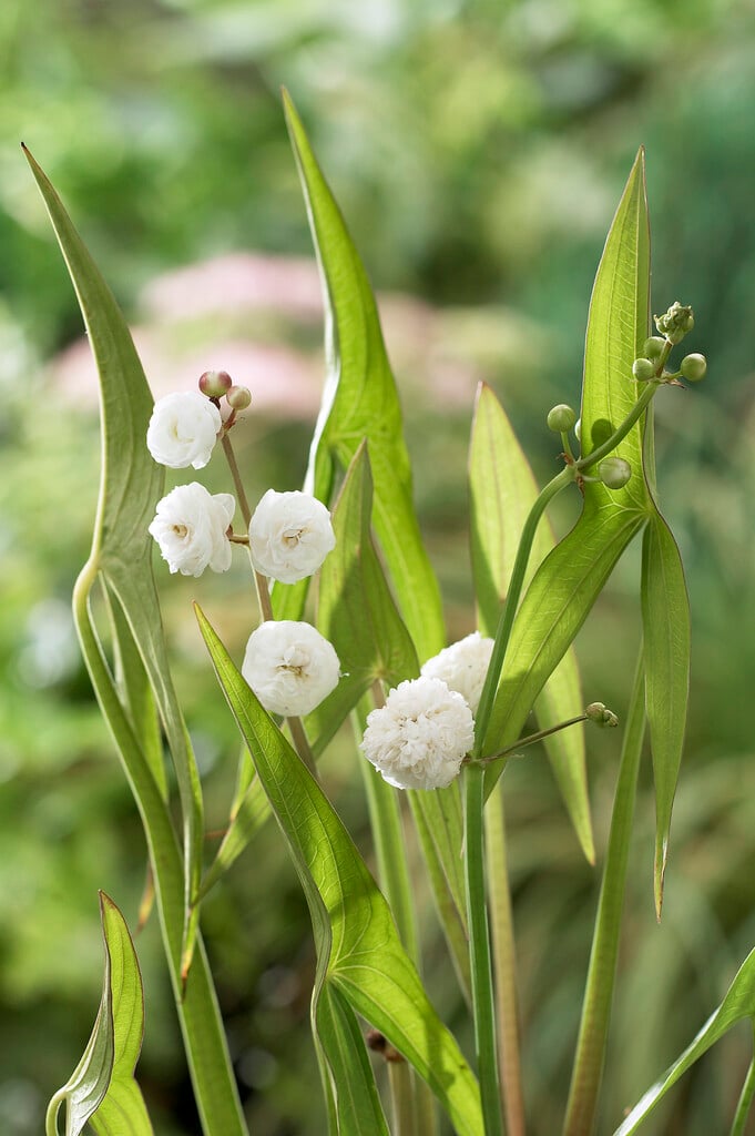 double-flowered swamp potato