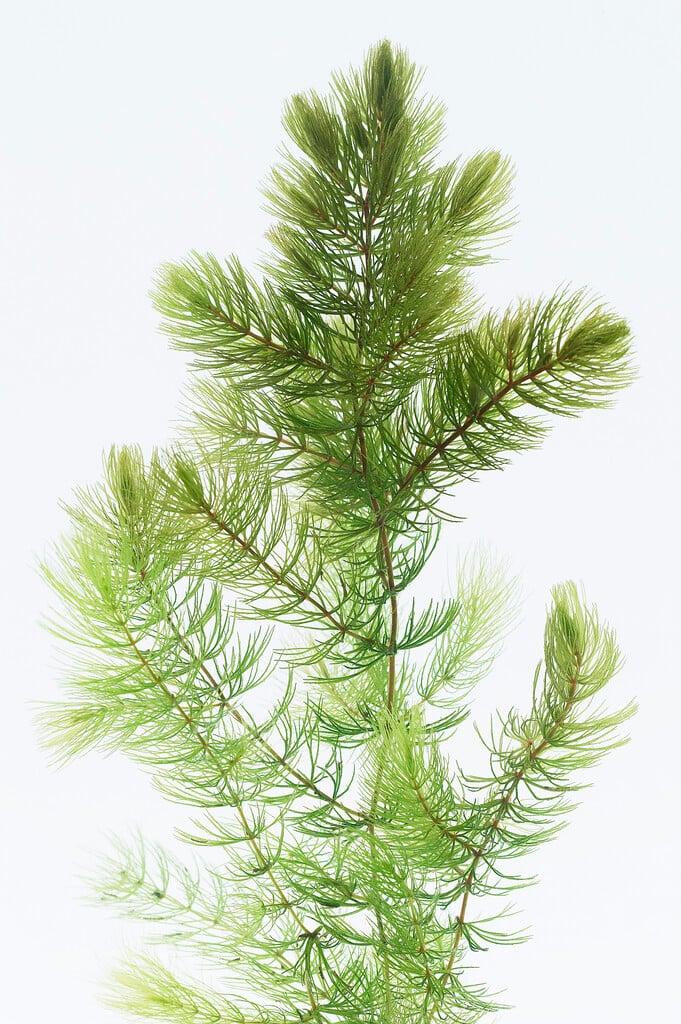 soft hornwort