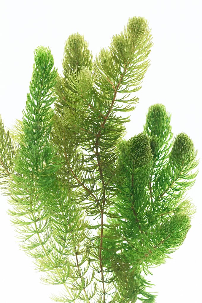hornwort