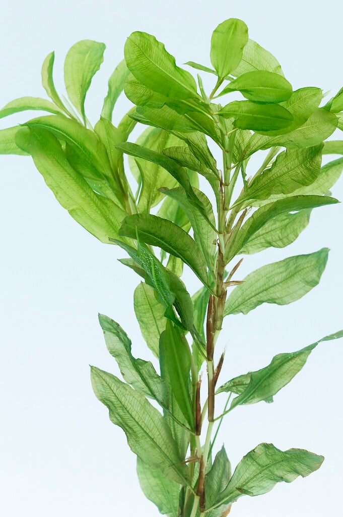 shining pondweed