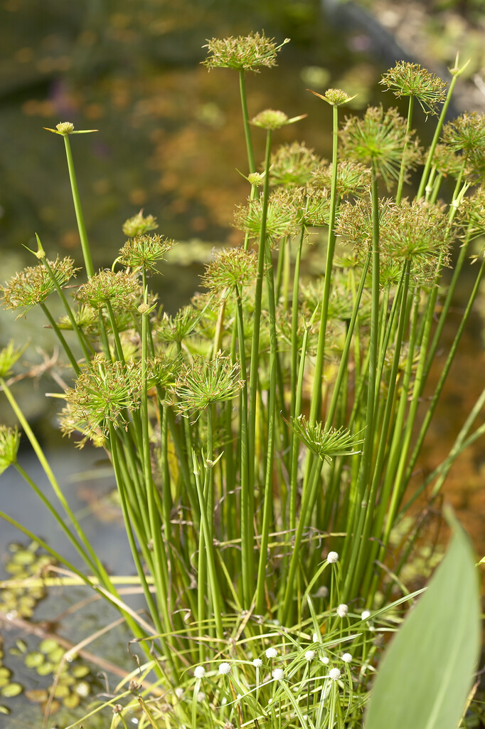 <i>Cyperus</i> <i>haspan</i> L.