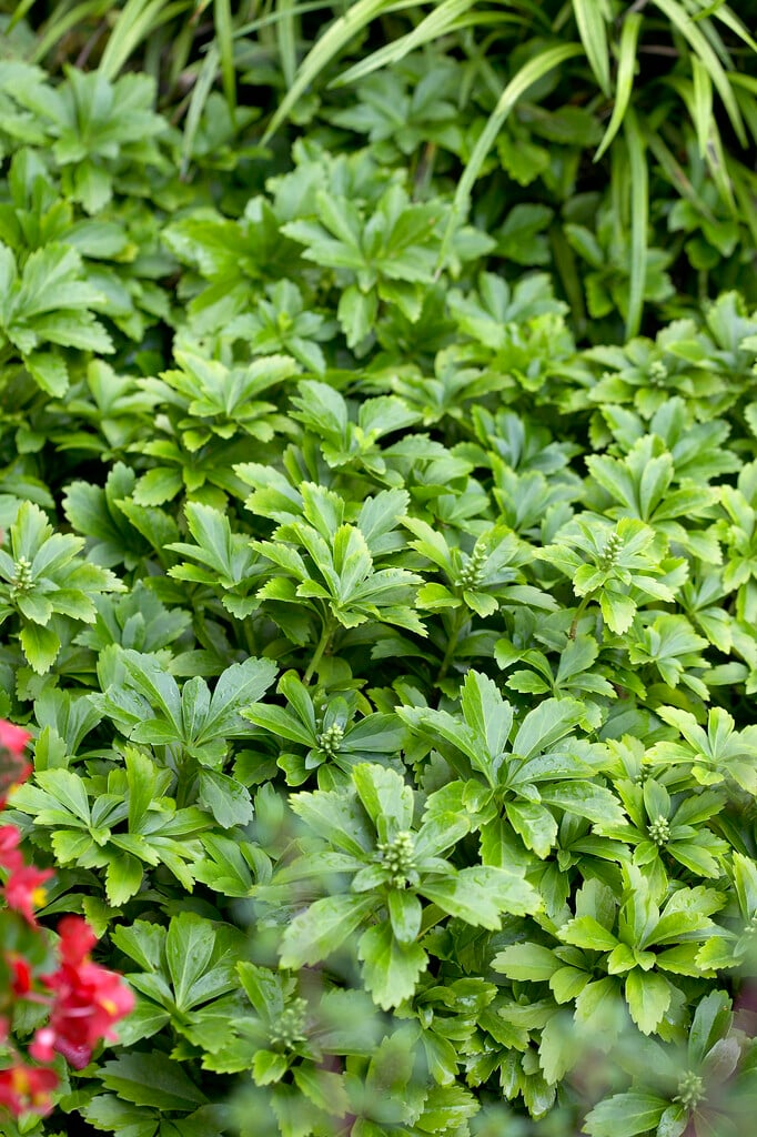 Japanese spurge