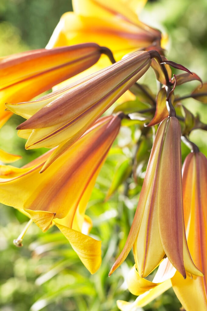 lily 'African Queen'