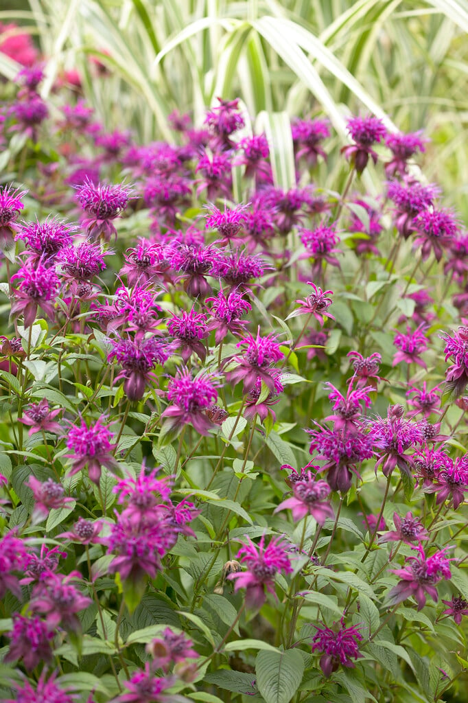 bergamot 'On Parade'