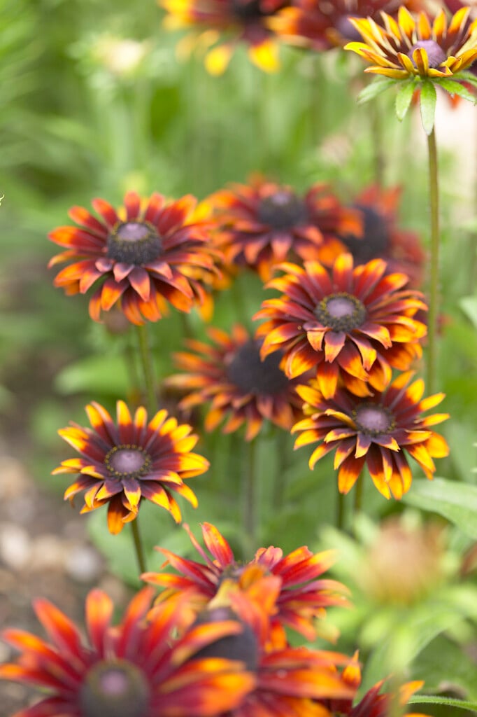 coneflower 'Moreno'