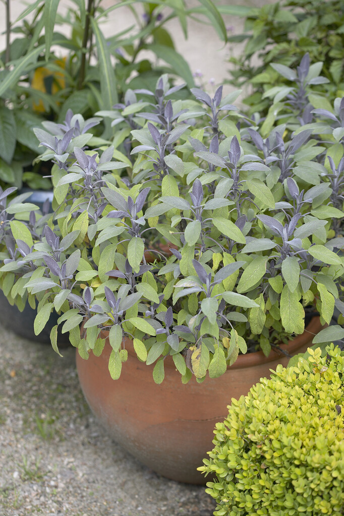 purple sage