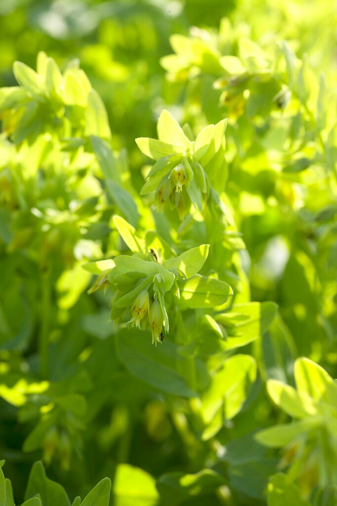 honeywort 'Yellow Candy'