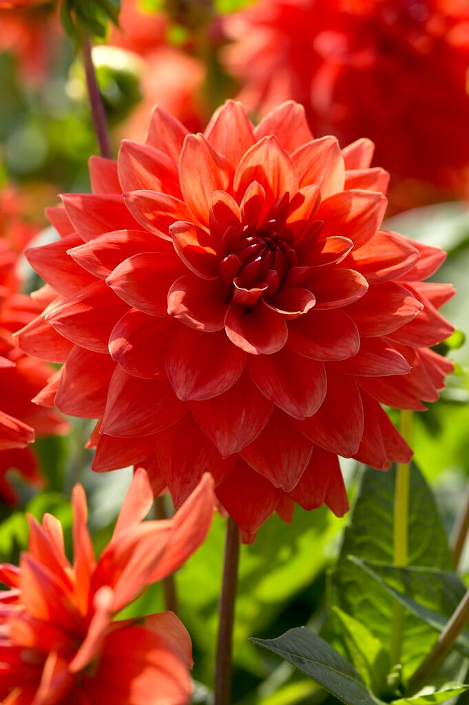 <i>Dahlia</i> 'New Orange' (D)