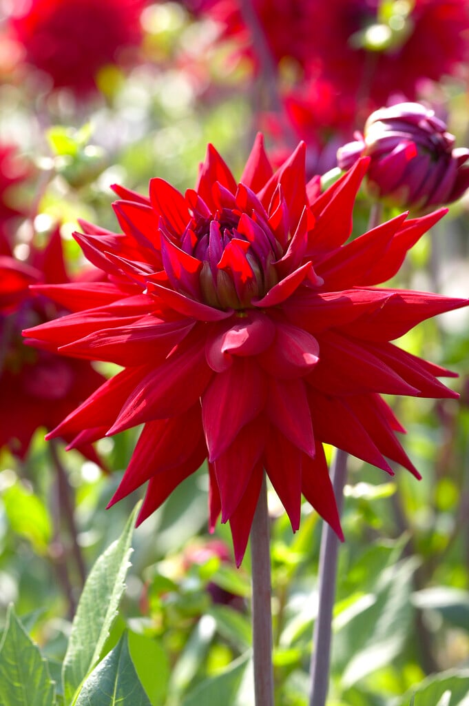 dahlia 'Witteman's Best'