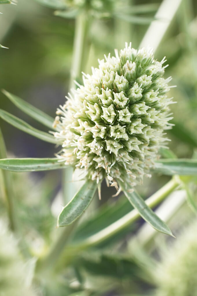 blue eryngo 'Silver Stone'