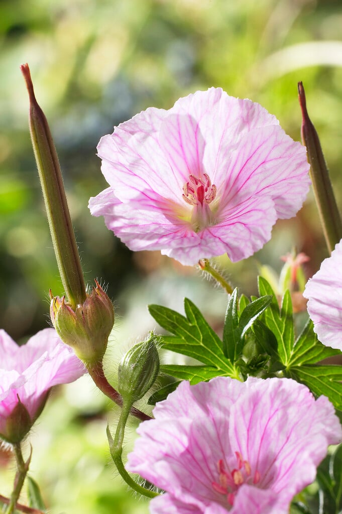 striped bloody cranesbill