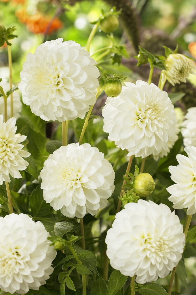<i>Dahlia</i> 'Taffarel' (D)