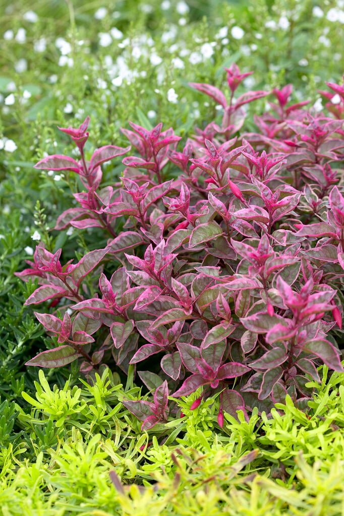 fuchsia 'Sunray'