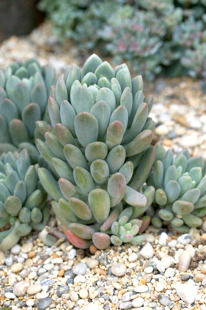 × <i>Pachyveria</i>