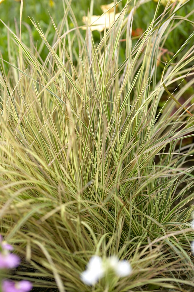 tufted hair grass 'Northern Lights'