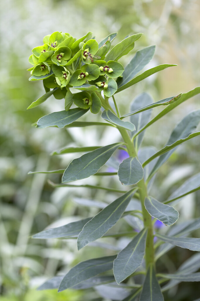 <em>Euphorbia</em> 'Despina'