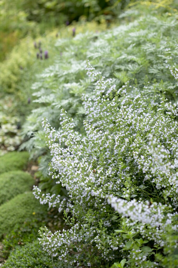 lesser calamint