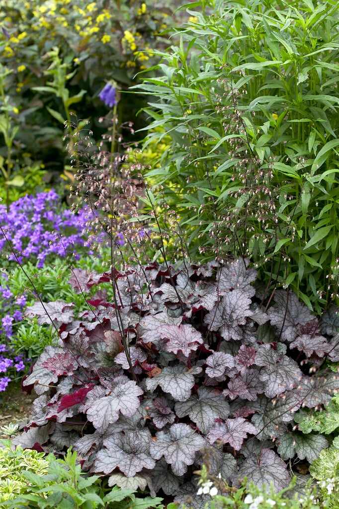 alum root 'Amethyst Myst'