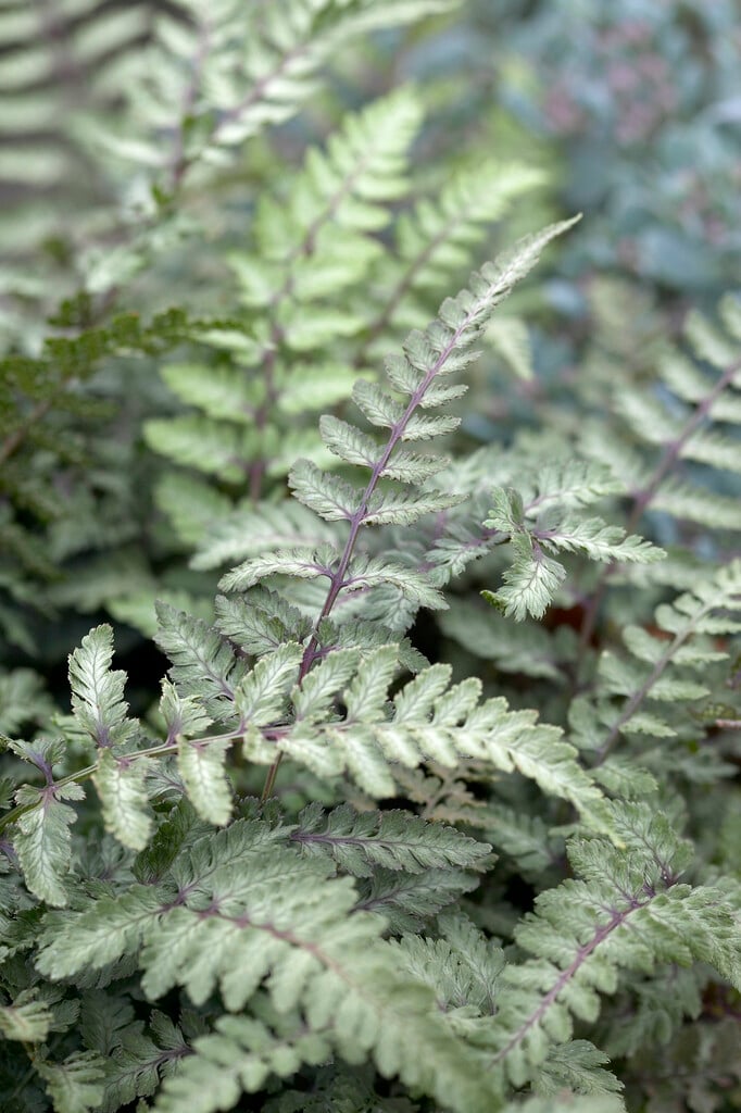 painted lady fern 'Ursula's Red'
