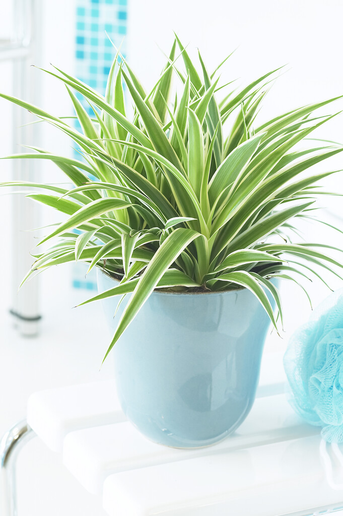 variegated spider plant