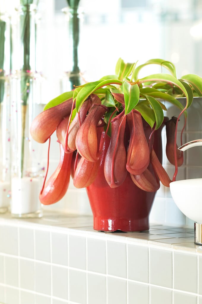 winged tropical pitcher plant