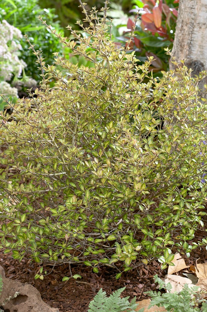 <i>Coprosma</i> 'Beatson's Gold' (f/v)