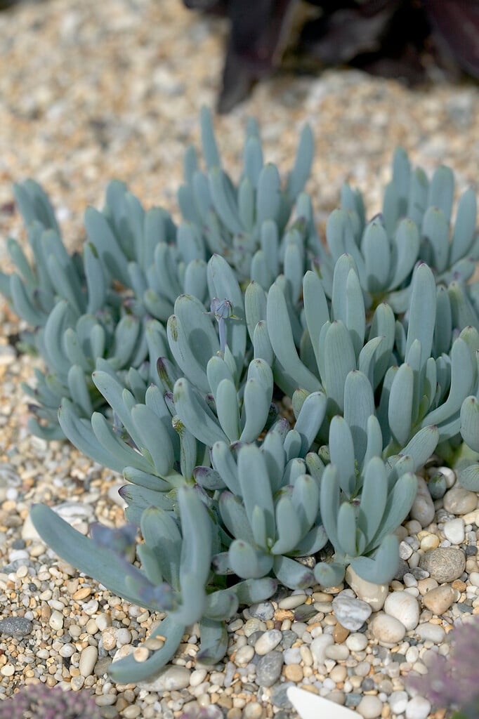 blue chalksticks