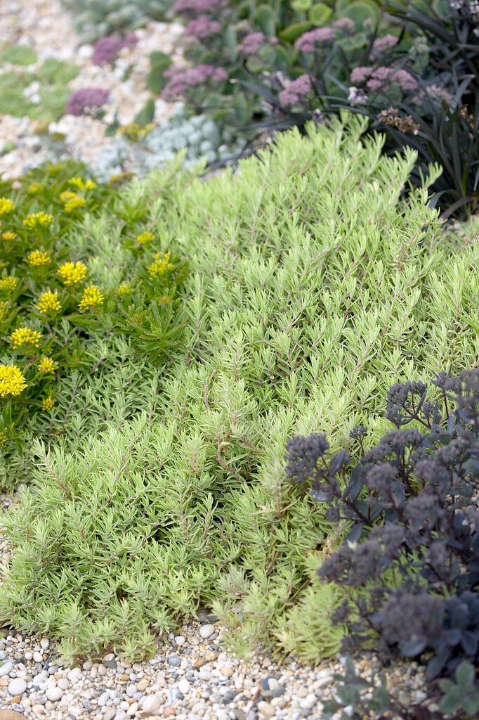 <em>Sedum</em> <em>lineare</em>