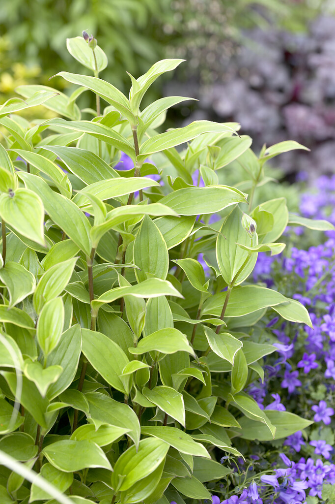 toad lily 'Gilt Edge'